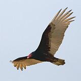 Turkey Vulture In Flight_35312